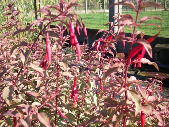 Fuchsia magellanica var.gracilis 'Tricolor'