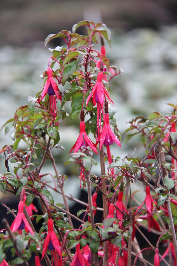 Fuchsia magellanica var.gracilis 'Tricolor'
