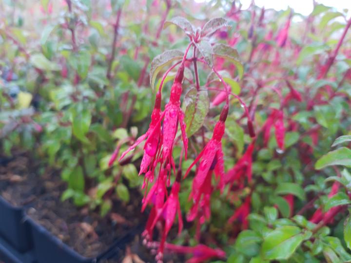 Fuchsia  'Riccartonii'