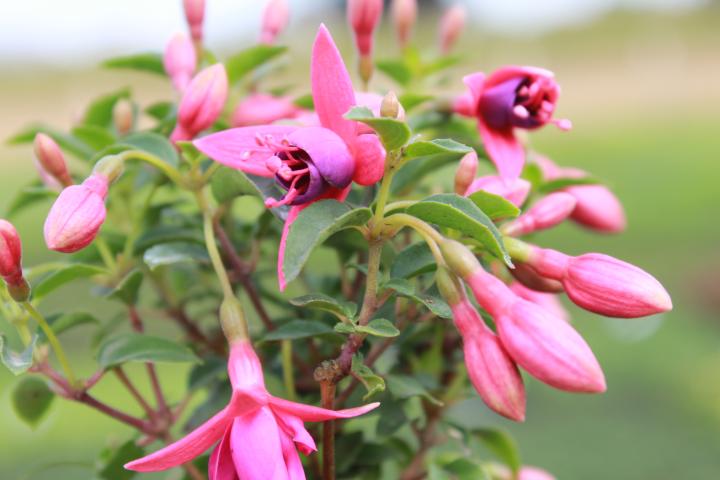 Fuchsia  'Tom Thumb'