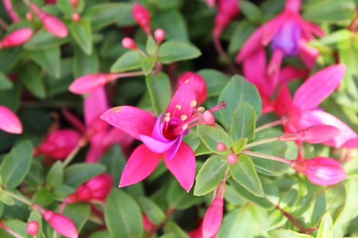 Fuchsia  'Tom Thumb'