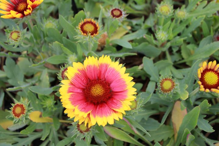 Gaillardia aristata 'Arizona Sun'