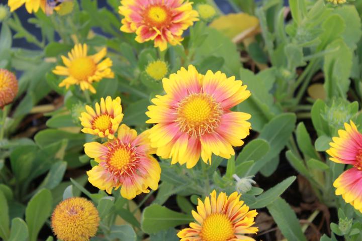 Gaillardia aristata 'African Sunset'