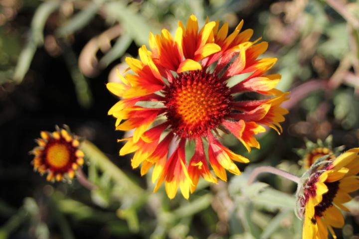 Gaillardia  'Bremen'