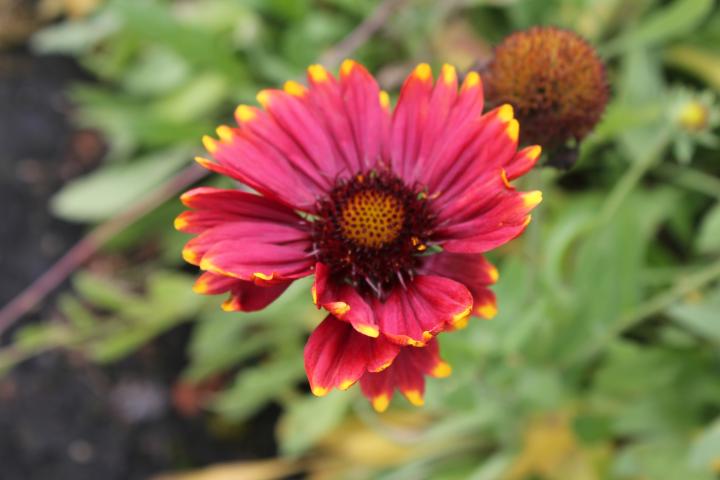 Gaillardia  'Burgunder'