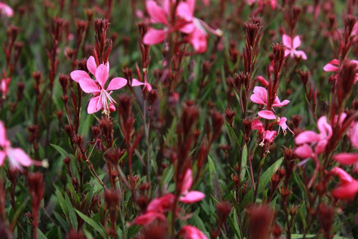 Gaura lindheimeri 'Baby Butterfly Dark Pink' PBR