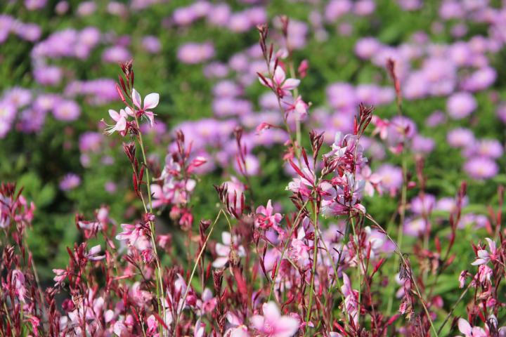 Gaura lindheimeri 'Cherry Brandy' ®