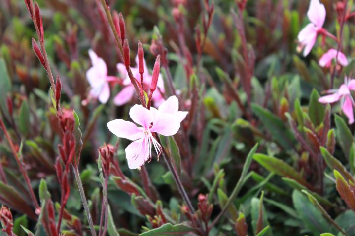 Gaura lindheimeri 'Cherry Brandy' ®