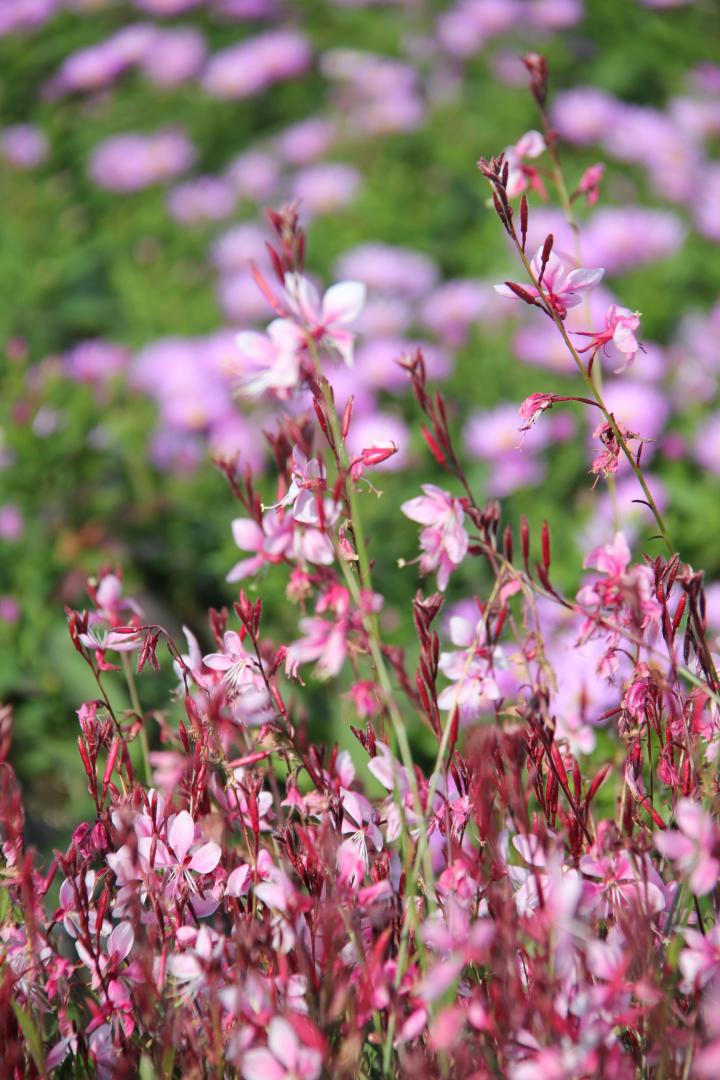 Gaura lindheimeri 'Cherry Brandy' ®