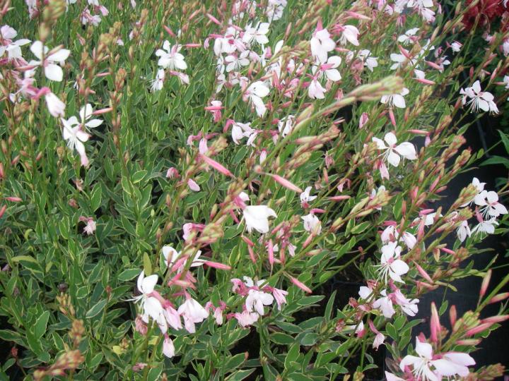 Gaura lindheimeri 'Corrie's Gold'
