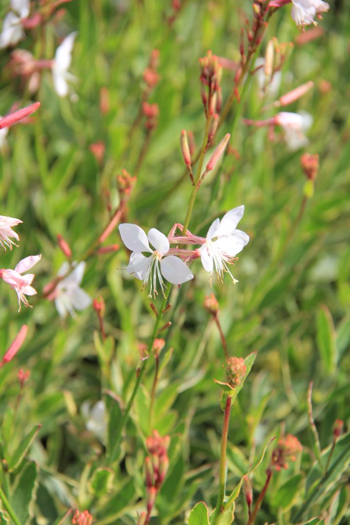 Gaura lindheimeri 'Corrie's Gold'