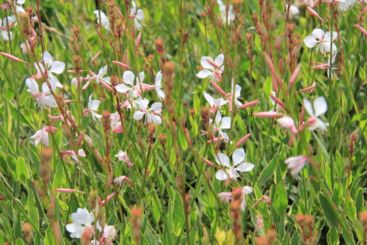 Gaura lindheimeri 'Corrie's Gold'