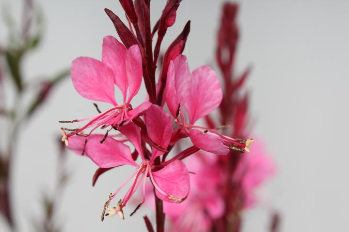 Gaura lindheimeri 'Flamingo Pink '