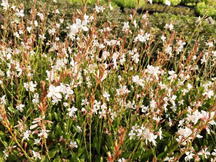 Gaura lindheimeri 'Short Form'