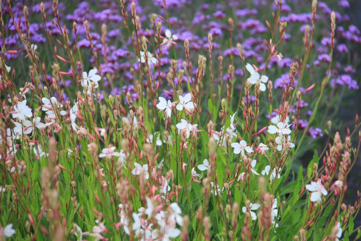 Gaura lindheimeri 'Short Form'