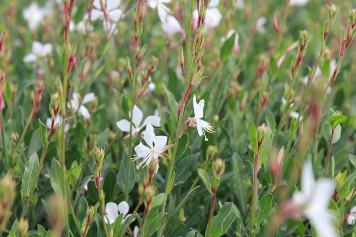 Gaura lindheimeri 'Snowstorm'