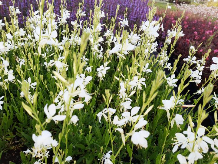 Gaura lindheimeri 'Snowbird'
