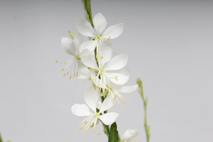 Gaura lindheimeri 'Snowbird'