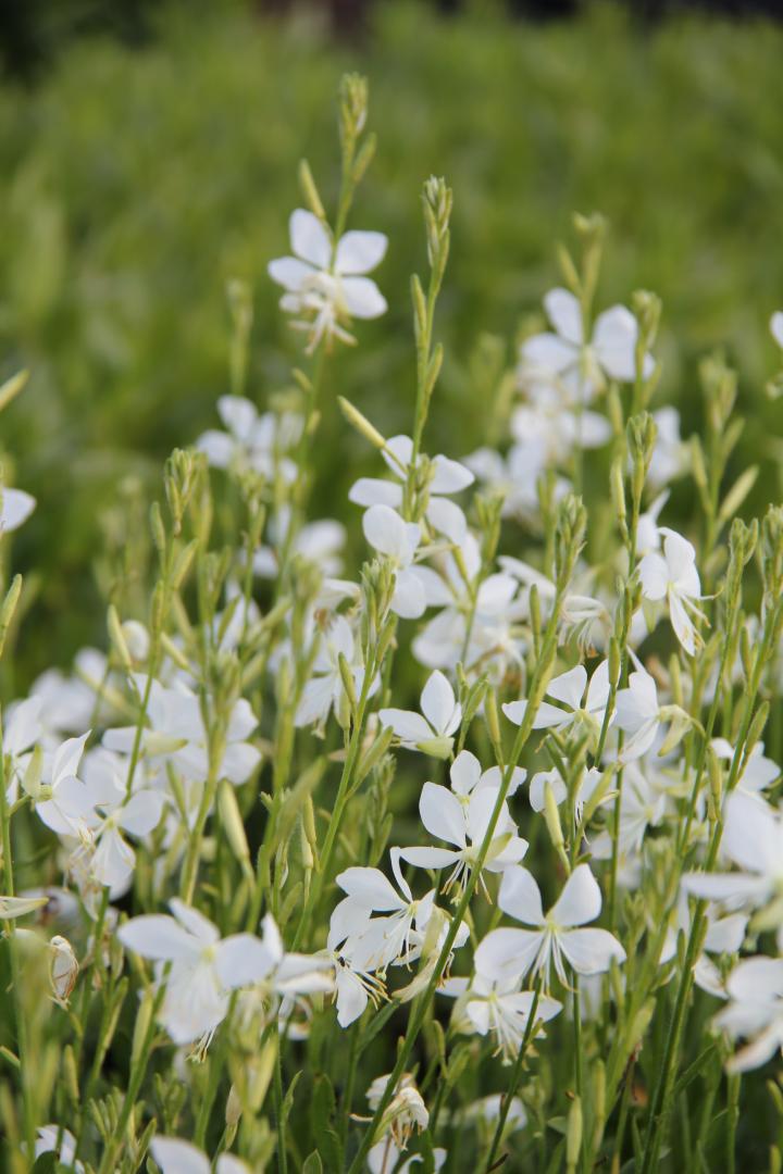 Gaura lindheimeri 'Snowbird'