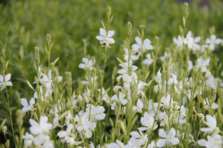 Gaura lindheimeri 'Snowbird'
