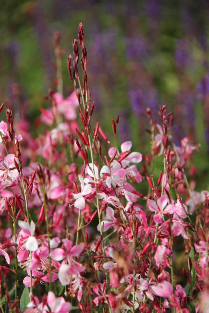 Gaura lindheimeri 'Siskyou Pink'
