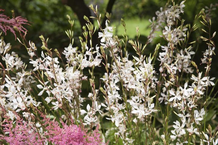 Gaura lindheimeri 'Sparkling White'