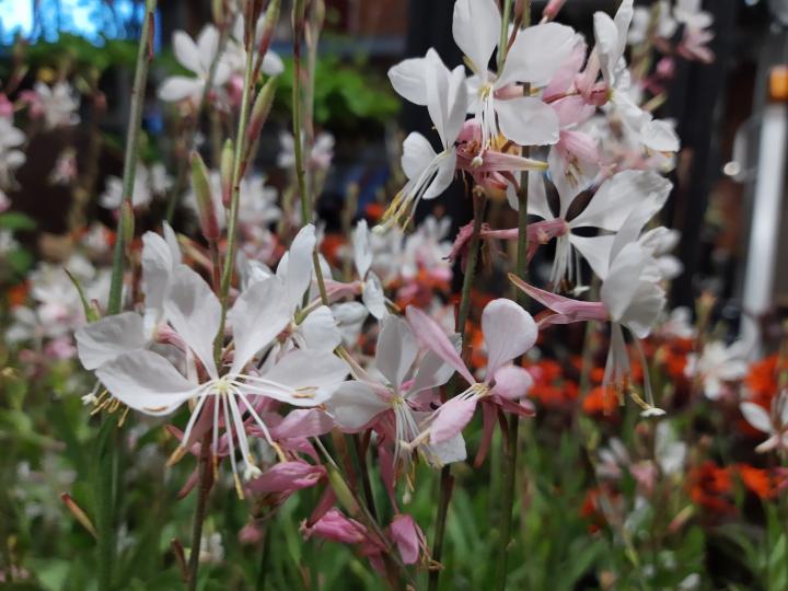Gaura lindheimeri 'Whirling Butterflies'