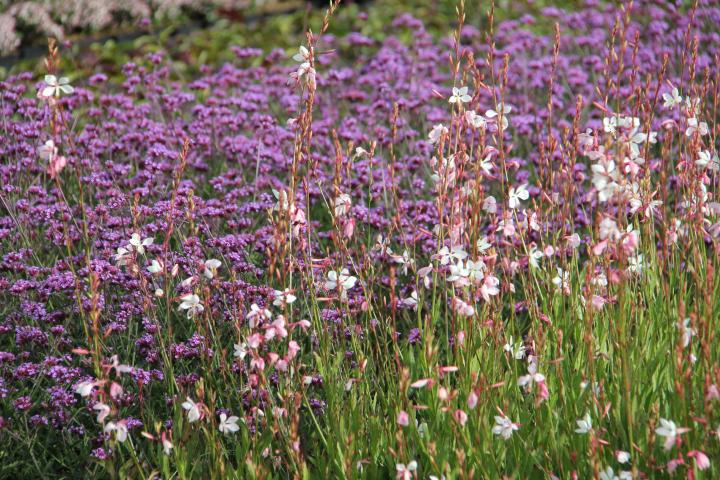 Gaura lindheimeri 'Whirling Butterflies'