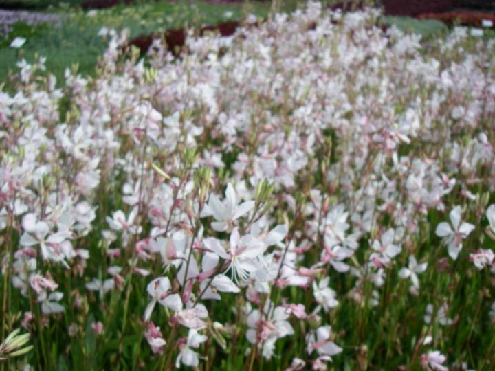 Gaura lindheimeri 'White Dove'