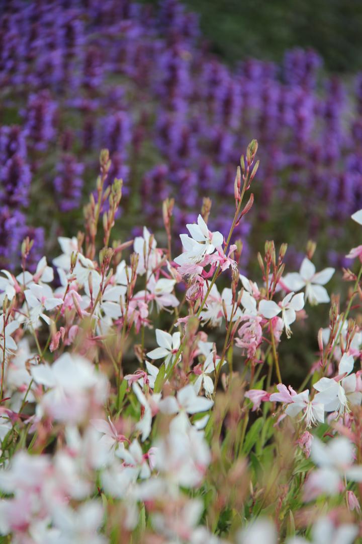 Gaura lindheimeri 'White Dove'