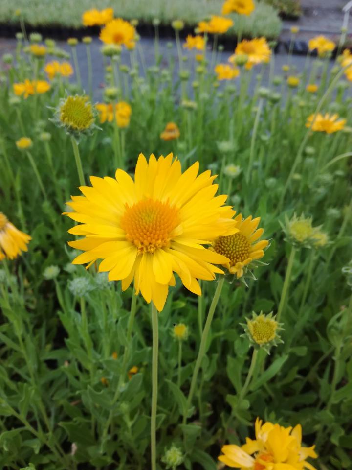 Gaillardia 'Maxima Aurea'