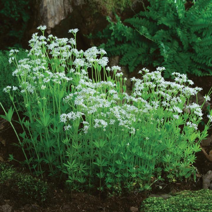 Galium odoratum