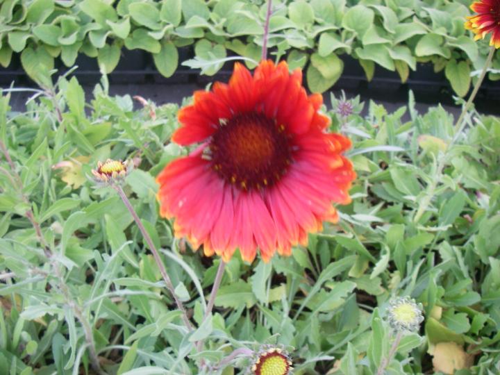 Gaillardia  'Tokayer'