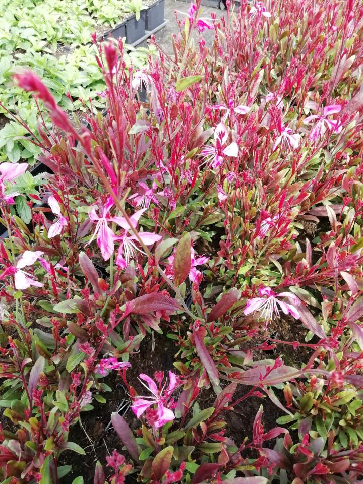 Gaura lindheimeri 'Tutti Frutti'