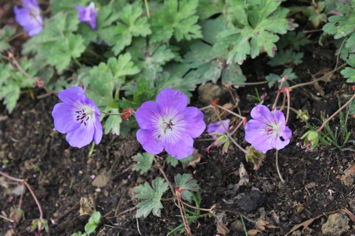 Geranium  'Azure Rush' PBR