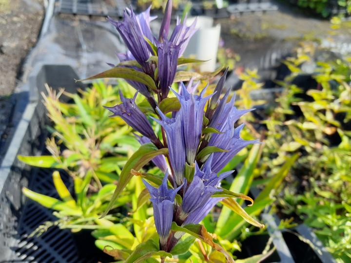 Gentiana asclepiadea