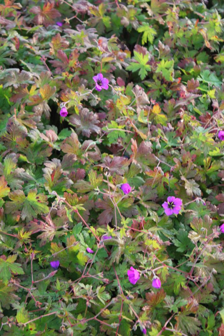 Geranium  'Anne Thomson'