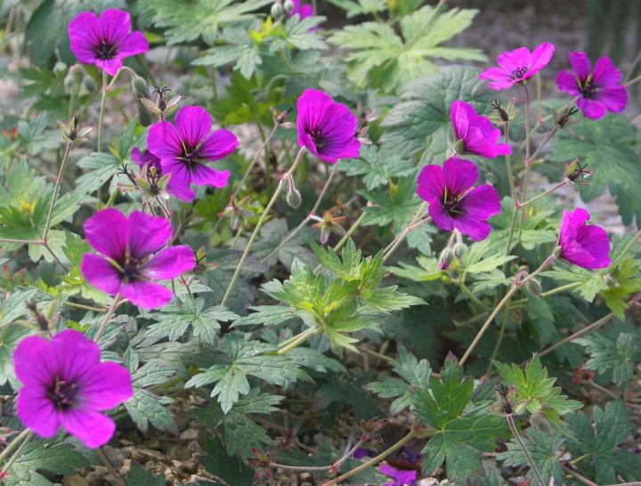 Geranium  'Anne Thomson'