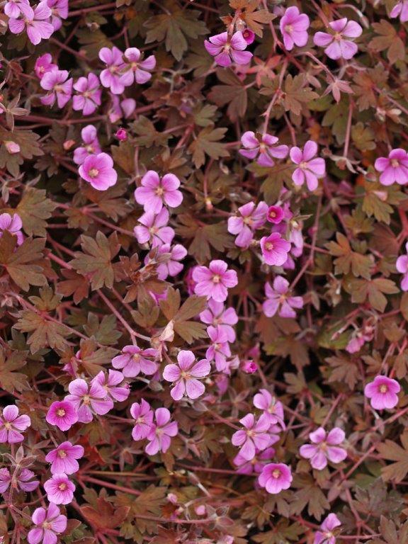 Geranium  'Bob's Blunder'