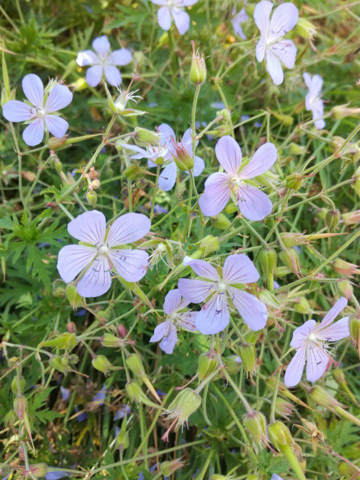 Geranium  'Blue Cloud'
