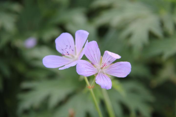 Geranium  'Blue Cloud'