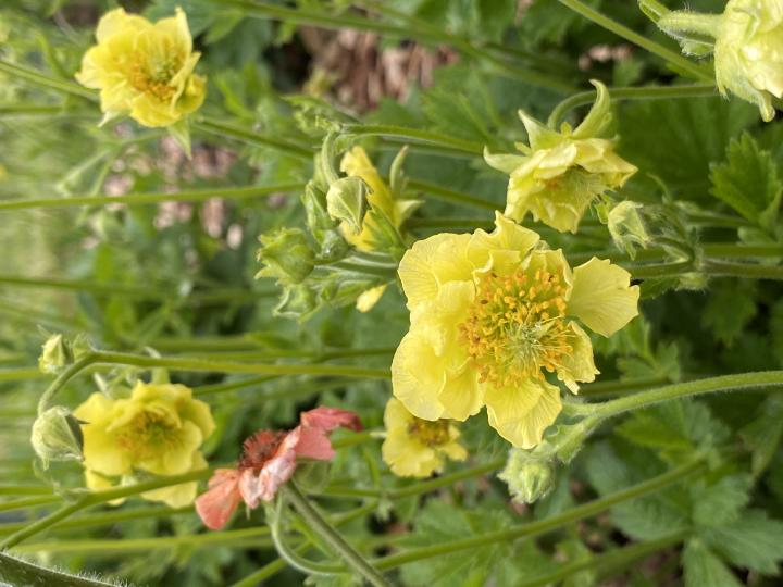 Geum  'Banana Daiquiri'