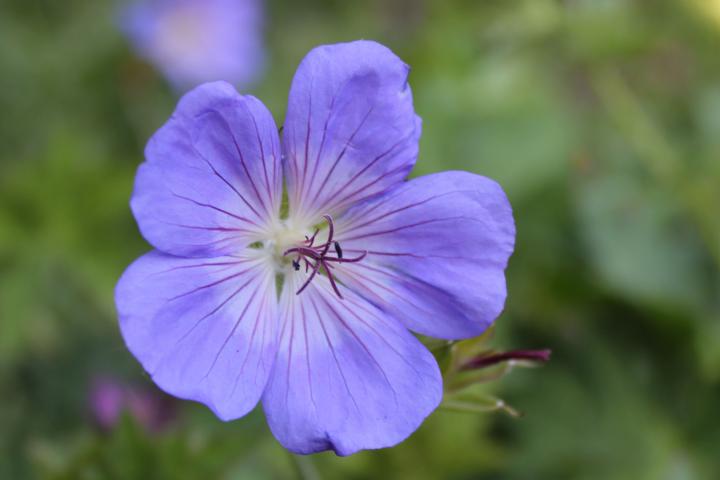 Geranium  'Brookside'