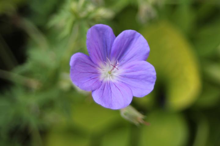 Geranium  'Brookside'