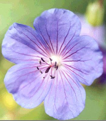 Geranium  'Blue Sunrise' ®