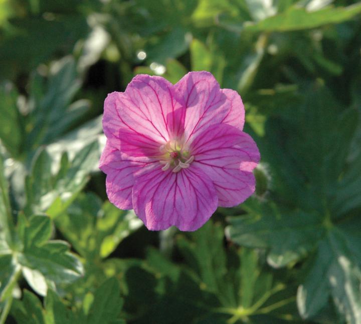 Geranium  'Blushing Turtle' ®