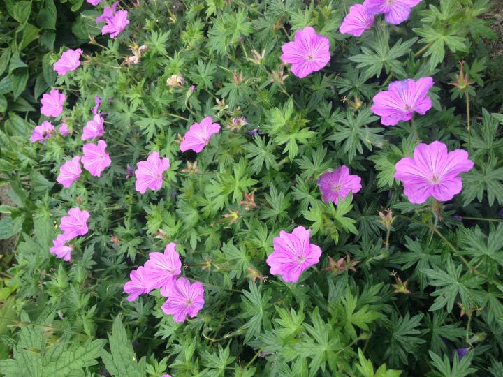 Geranium  'Blushing Turtle' ®