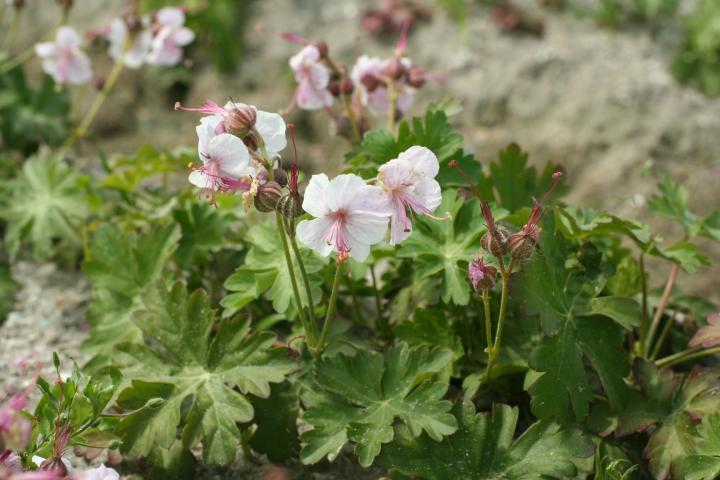 Geranium cantabrigiense (x) 'Biokovo'