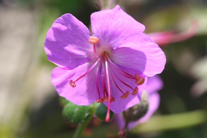 Geranium cantabrigiense (x) 'Cambridge'