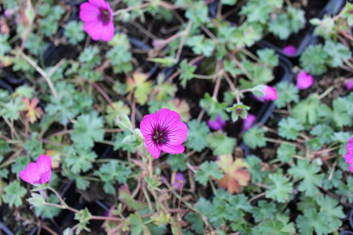 Geranium cinereum 'Carol' ®